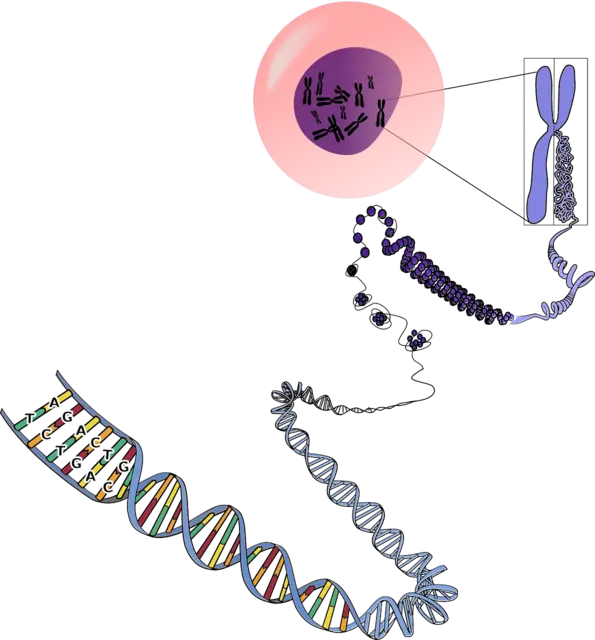 dna i chromosom